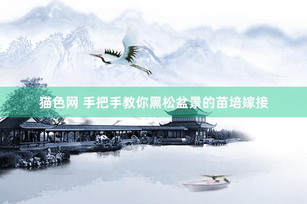 猫色网 手把手教你黑松盆景的苗培嫁接