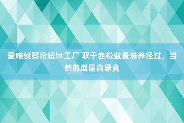 爱唯侦察论坛bt工厂 双干赤松盆景培养经过，当然的型是真漂亮